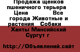 Продажа щенков пшеничного терьера › Цена ­ 30 000 - Все города Животные и растения » Собаки   . Ханты-Мансийский,Сургут г.